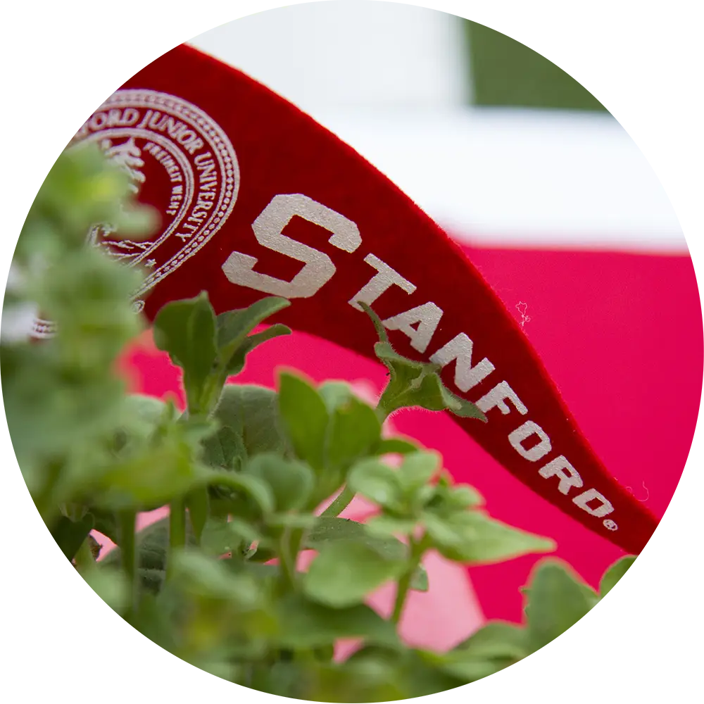 Stanford flag with leaves in front