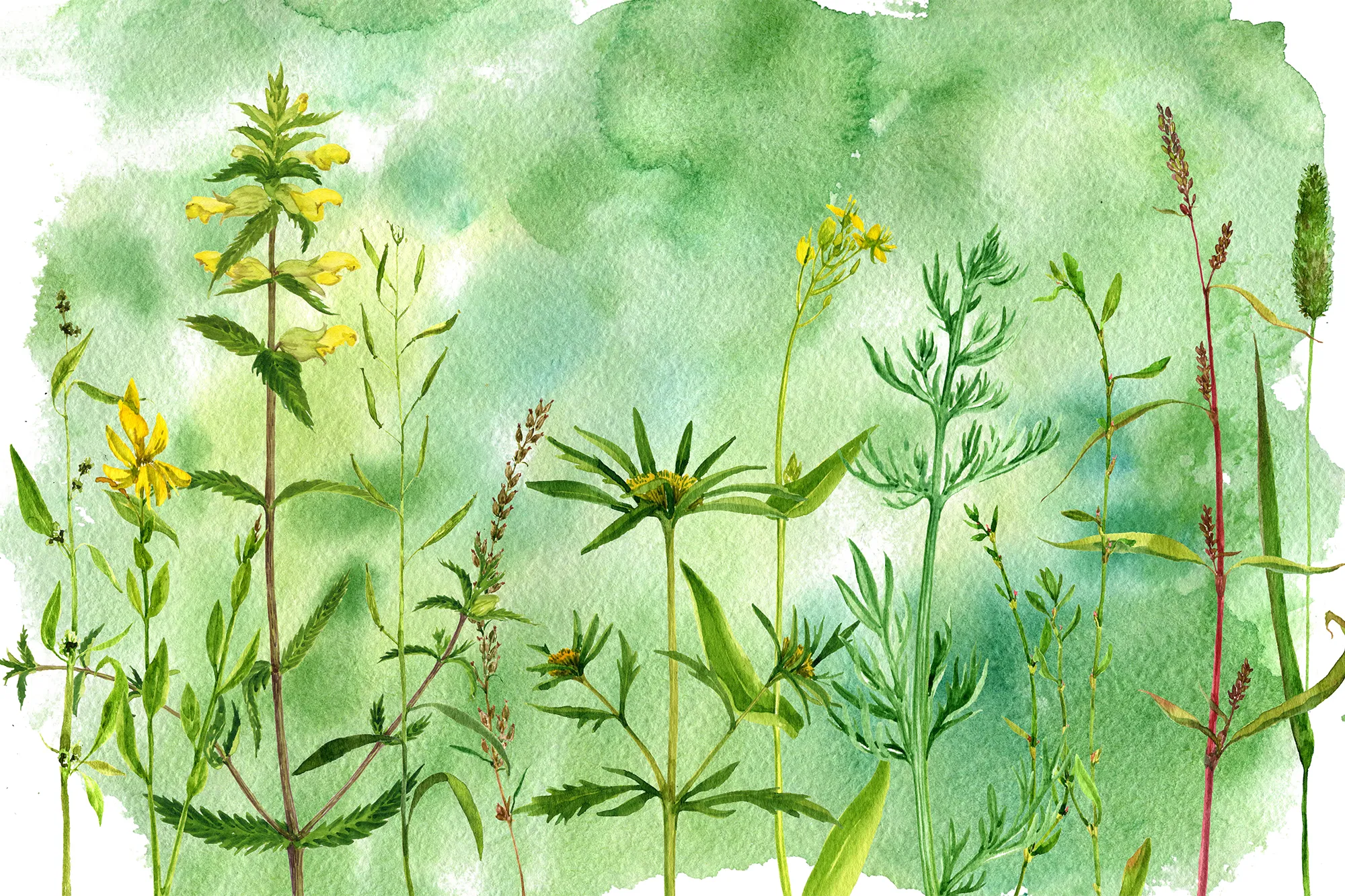 Watercolor illustration of delicate green plants and wildflowers on a soft green background.