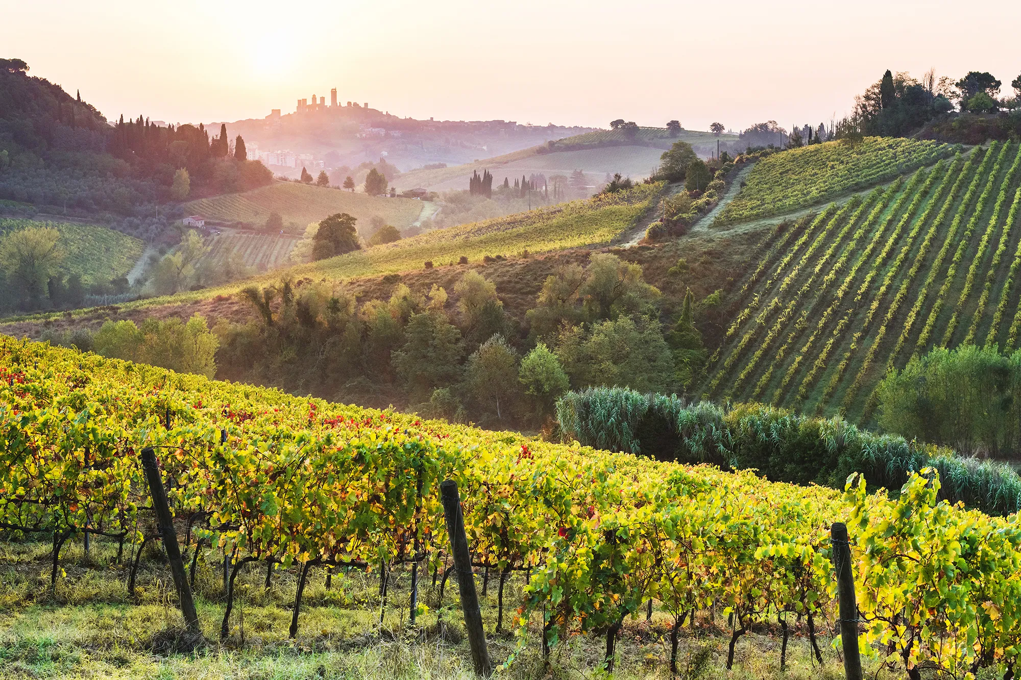Sunlit vineyard with rows of grapevines stretching across rolling green hills and a distant village at sunset, representing winemaking and culinary culture.