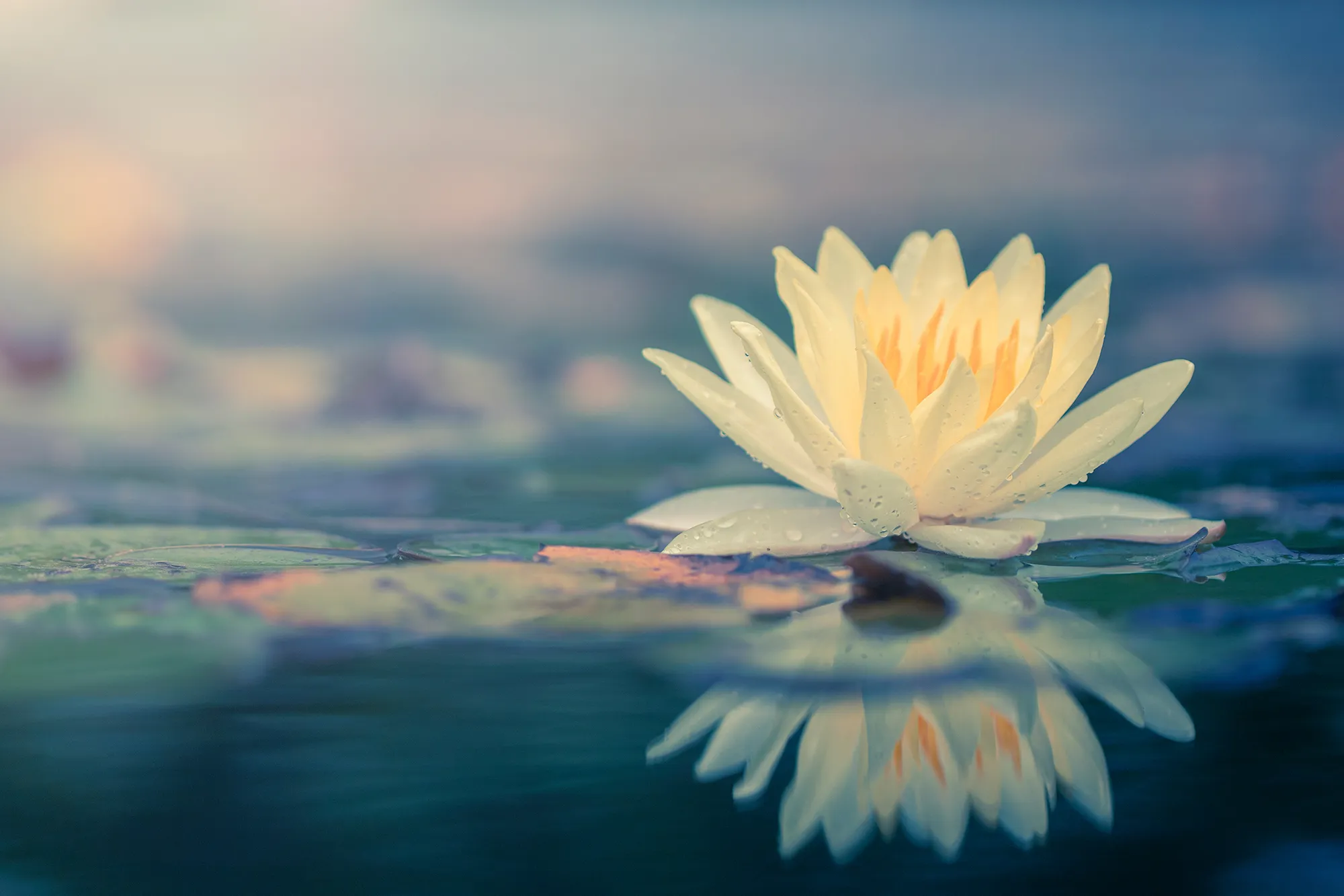 Close-up of a white lotus flower floating on calm water with a soft reflection, evoking mindfulness, balance, and personal wellness.